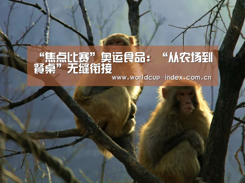 赛程查询